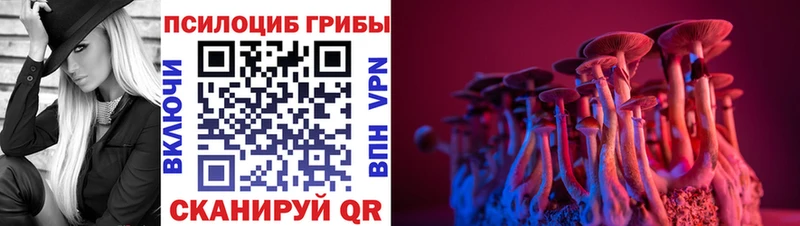 где купить наркоту  Каменка  Галлюциногенные грибы Psilocybe 